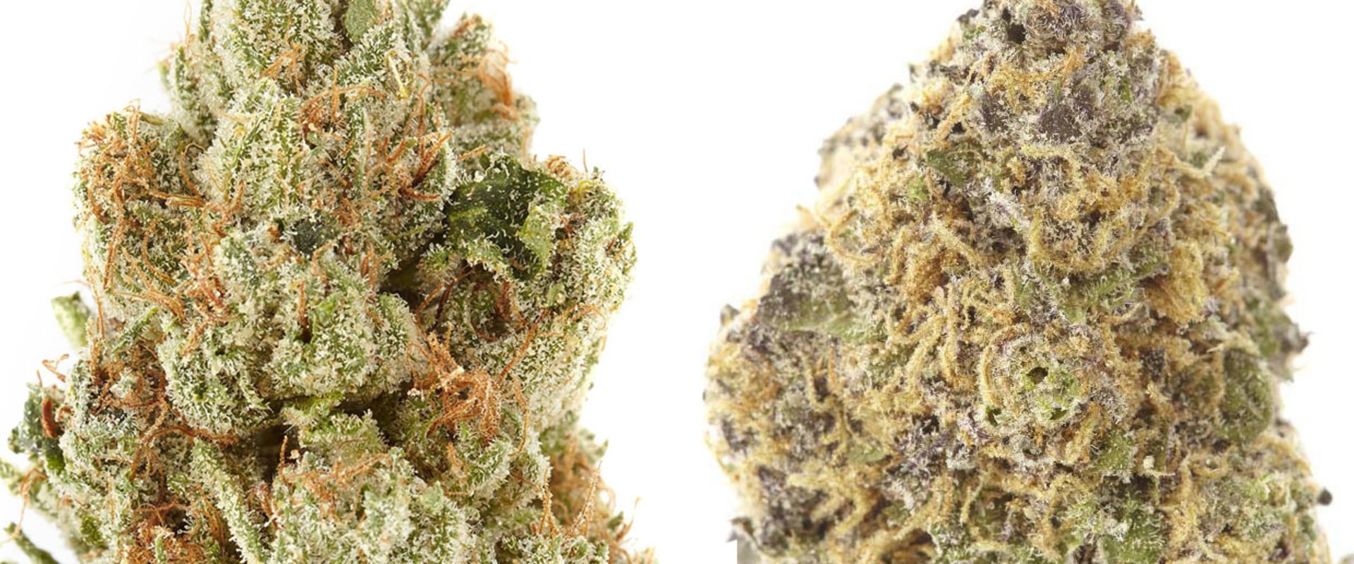 Why do people prefer indica or sativa?