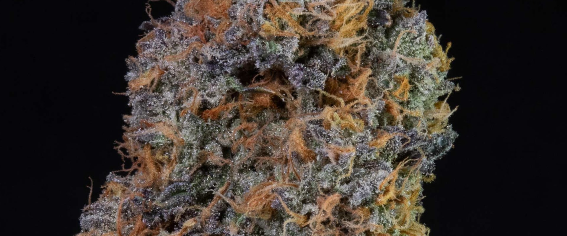 Discovering Indica: The Best Strains Available At Kalamazoo Dispensaries