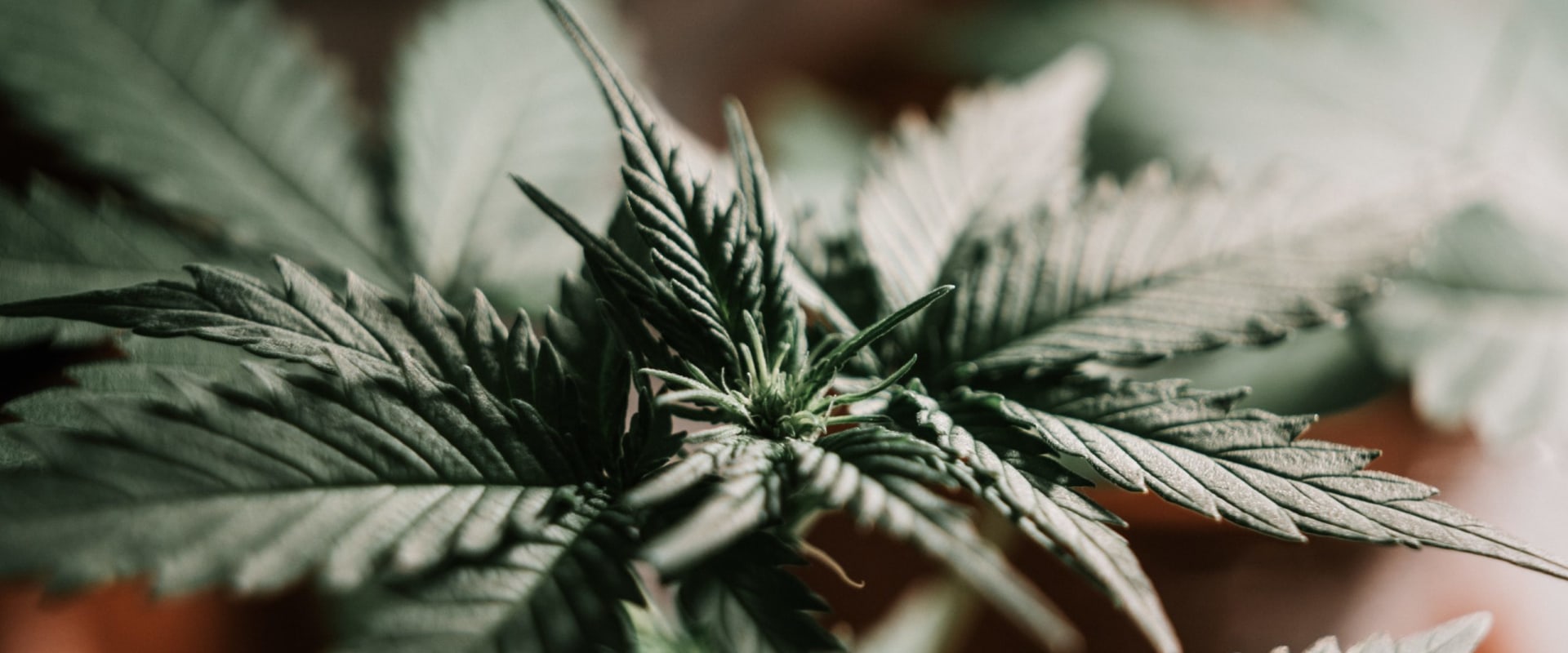 Does indica keep you active?