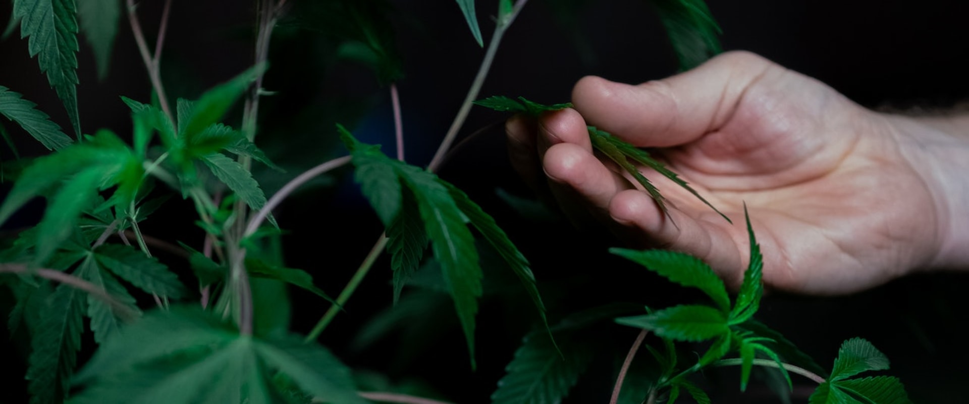 What You Need To Know About Using Marijuana As A Cancer Treatment In Mississippi