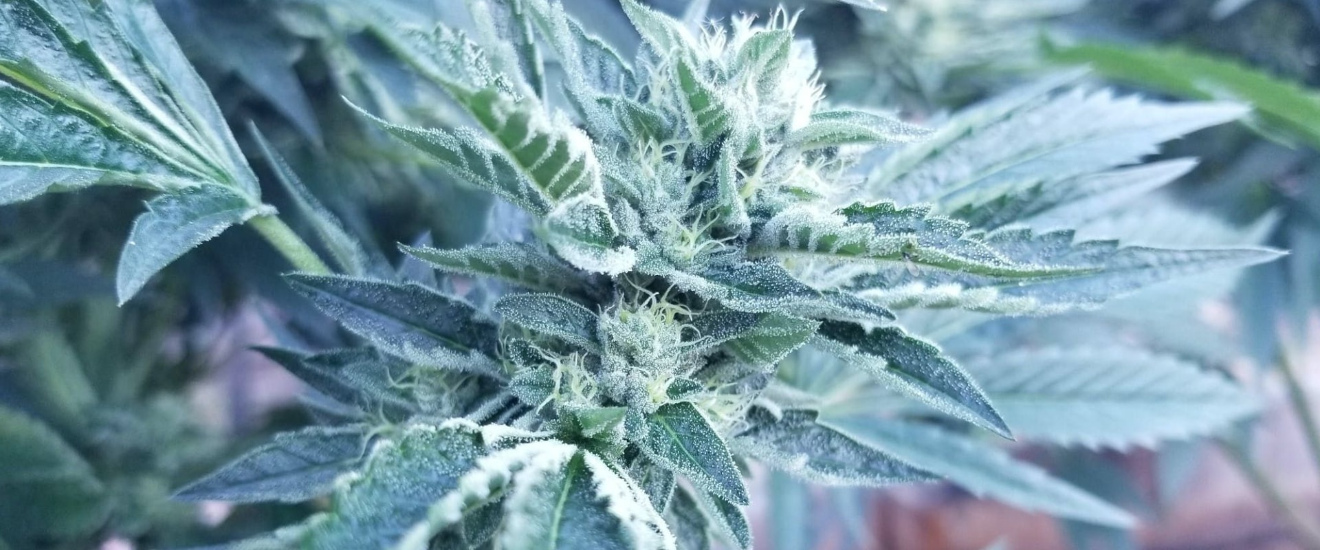 Does indica make anxiety worse?