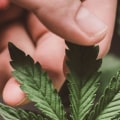 Does indica help you calm down?