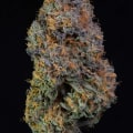 Discovering Indica: The Best Strains Available At Kalamazoo Dispensaries