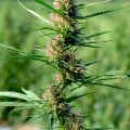 What Medical Conditions Can Indica Be Used For?