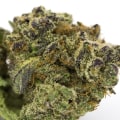 Is sativa or indica more giggly?