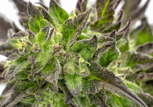 Is sativa an upper or indica?
