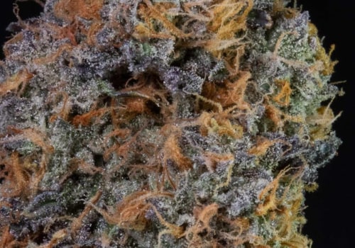 Discovering Indica: The Best Strains Available At Kalamazoo Dispensaries