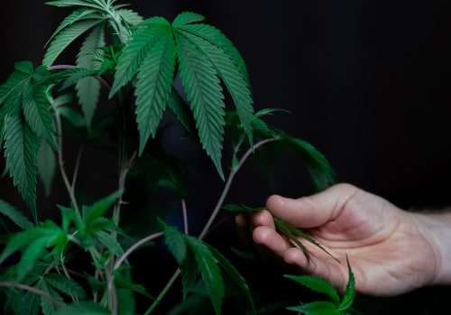 What You Need To Know About Using Marijuana As A Cancer Treatment In Mississippi